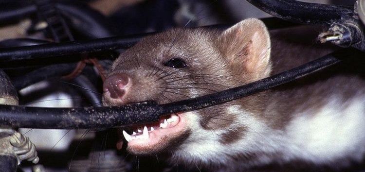 Крысы съедают электромобили Tesla