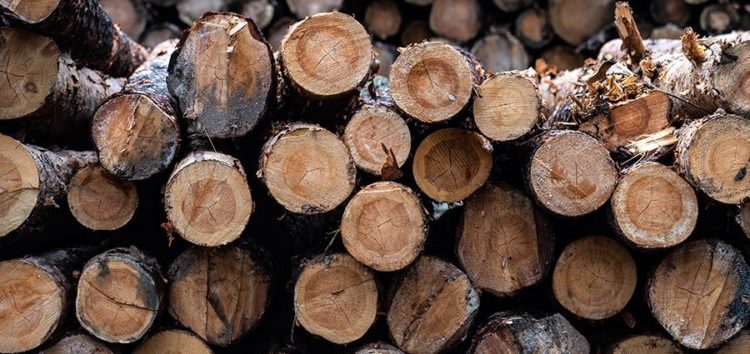 Финны будут изготовлять батареи для электрокаров из древесины