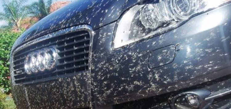 Skuteczny sposób na szybkie pozbycie się śladów owadów z samochodu