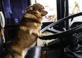 5 опасных ошибок при перевозке собаки в автомобиле
