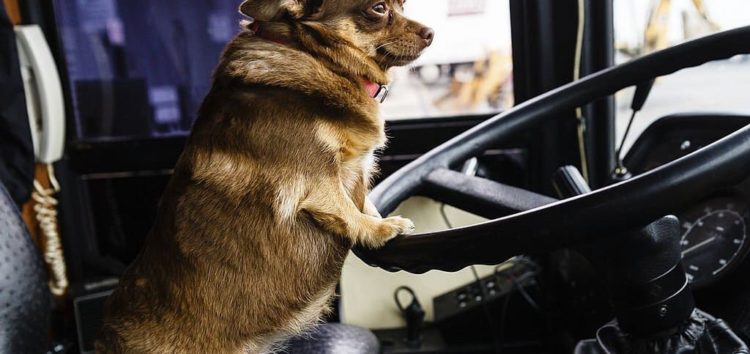 5 небезпечних помилок під час перевезення собаки в автомобілі