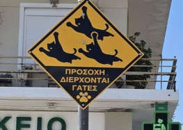 В Греции нашли способ обезопасить кошек от быстрых водителей