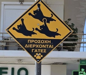 У Греції знайшли спосіб убезпечити котів від швидкісних водіїв